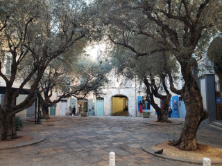 image: DowntownTrees_Toulon_20241115_161158