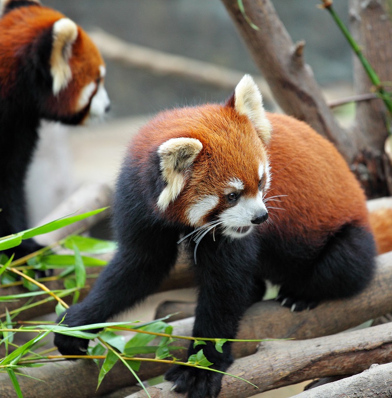 red panda