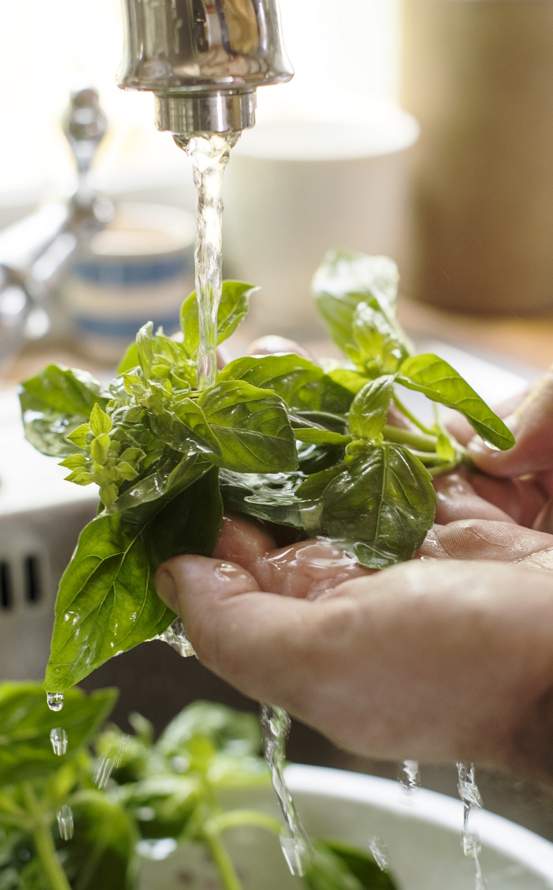 A person washing basil under running water food photography recipe idea